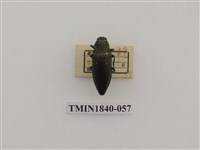 藏品(菲律賓產昆蟲)的圖片